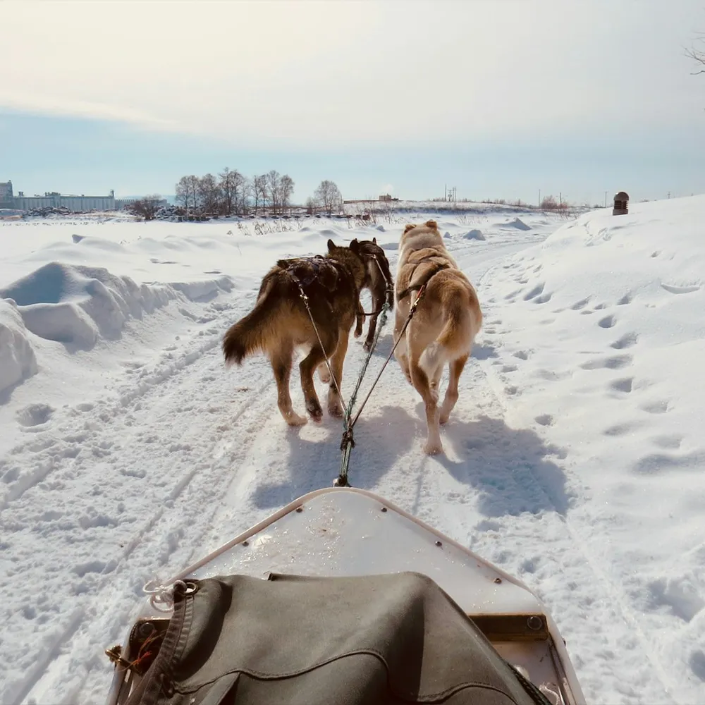 A point of view of dogs sleighing in a snowy landscape