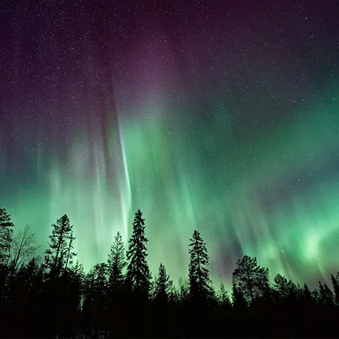 Northern lights with a forest foreground