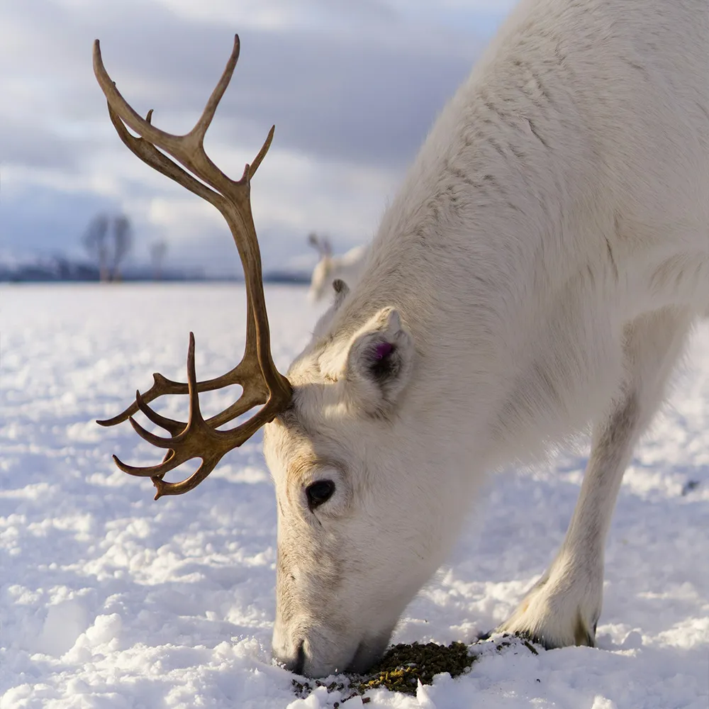 A white reindeer eating off the ground