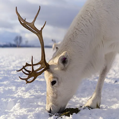 A white reindeer eating off the ground